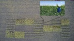 Agronomic Intercropping Systems in Corn and Soybeans by Raeann Huffman