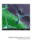 Arabidopsis thaliana trichome by Trevor Rickerd