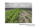 Worth Every Penny: Establishing Pennycress in Illinois Agricultural Systems by Bethany Wohrley