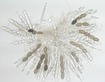 Spore Sacs Undergo Sk-3-Based Spore Killing After Deletion of Neurospora crassa DNA Interval v382 by Makenna Klann