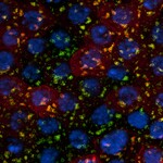 Cell Traffic Control by Bailey Center