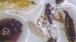 Insect Communities of Today's Agriculture by Joshua Graunke