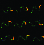 Coloring the Secret Life of Muscles by Mackenzie Jones