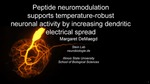 Peptide Neuromodulation Supports Temperature-Robust Neuronal Activity by Increasing Dendritic Electrical Spread