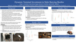 Dynamic Terminal Investment In Male Burying Beetles by Paige Farchmin