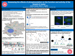 Assessing The Effects Of Phosphorylation On The Function And Activity Of The Kinesin-2 Motor by Ayoola Fasawe