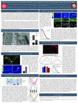 Muscular Exertion Exacerbates Degeneration In A C. Elegans Model Of Duchenne Muscular Dystrophy by Kiley Hughes