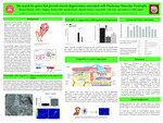 The Search For Genes That Prevent Muscle Degeneration Associated With Duchenne Muscular Dystrophy by Monica Tamrazi